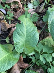 Rumex obtusifolius