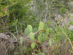 Opuntia bentonii