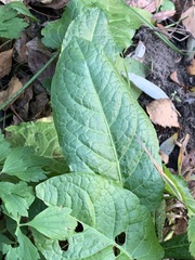 Rumex obtusifolius