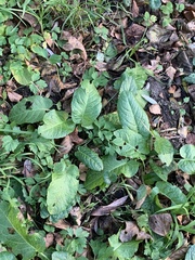 Rumex obtusifolius