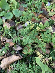 Anthriscus sylvestris