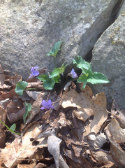 Viola palmata