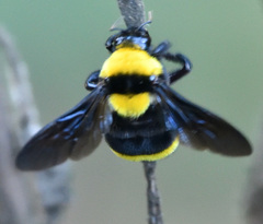 Bombus transversalis