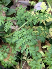 Anthriscus sylvestris