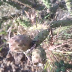 Opuntia pubescens