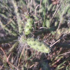 Opuntia pubescens