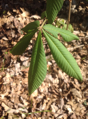 Aesculus pavia