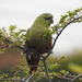 Austral Parakeet - Photo (c) María Regina Silva, some rights reserved (CC BY), uploaded by María Regina Silva