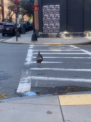 Wild Turkey photographed in Massachusetts