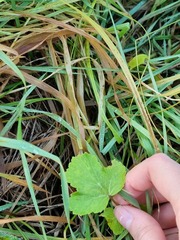 Tordylieae