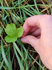 Tordylieae