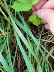 Tordylieae