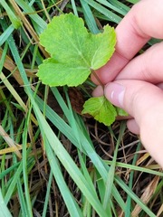Tordylieae