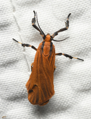 Lycomorphodes sordida