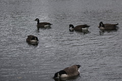 Branta canadensis