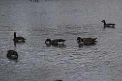 Branta canadensis