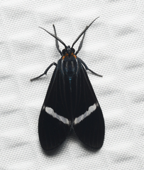 Aclytia albistriga
