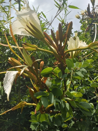 Lysiphyllum winitii, photograph 3