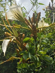 Utain Pummarin, CC BY, iNaturalist via GBIF Lysiphyllum winitii, photograph Utain Pummarin, CC BY, iNaturalist via GBIF