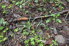 Galanthus angustifolius
