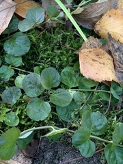 Lysimachia nummularia