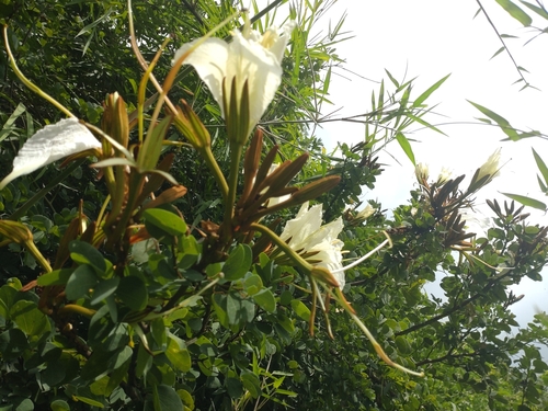 Lysiphyllum winitii, photograph 4