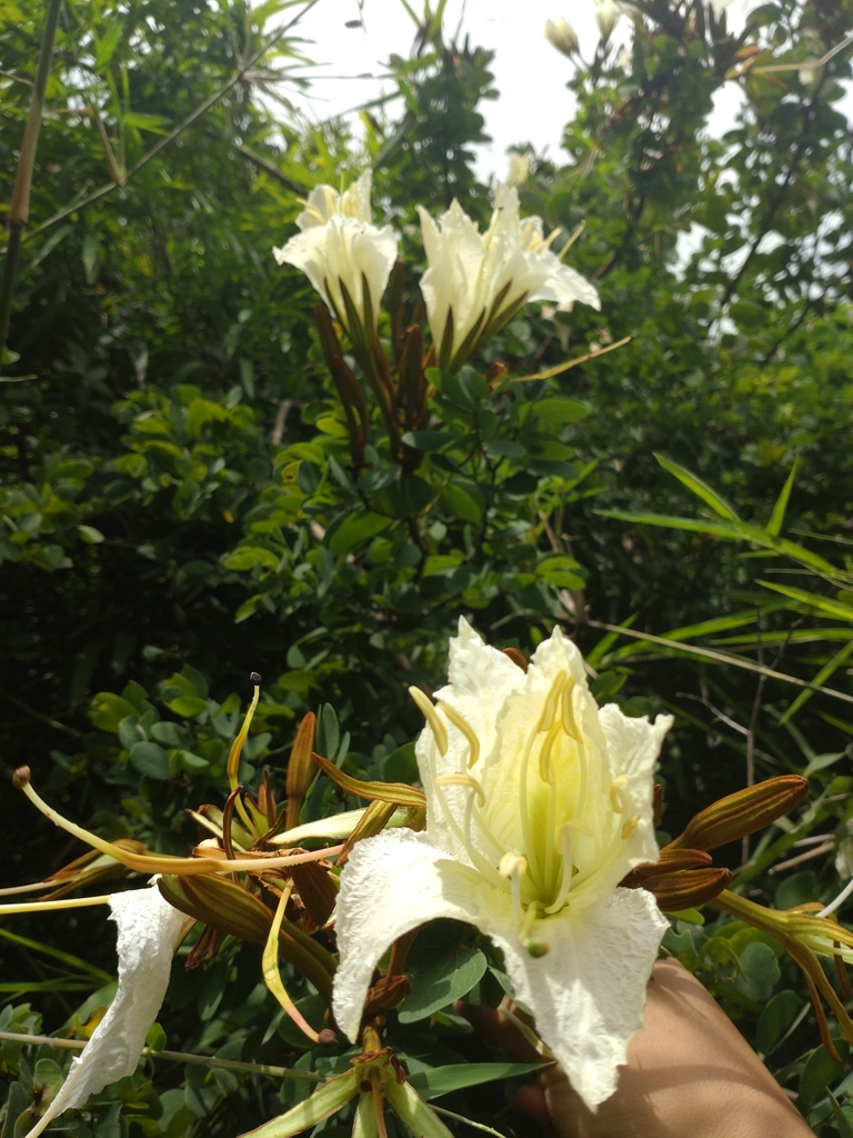 Lysiphyllum winitii (Craib) de Wit 3