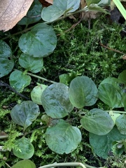 Lysimachia nummularia