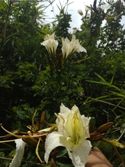 Lysiphyllum winitii, photograph Utain Pummarin, CC BY, iNaturalist via GBIF