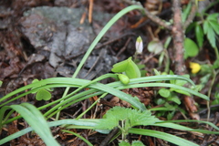 Galanthus angustifolius