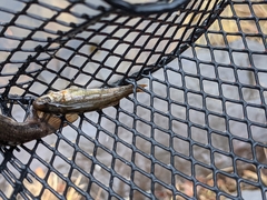 Hesperoleucus symmetricus