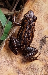 Epipedobates darwinwallacei