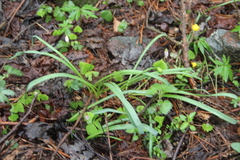 Galanthus angustifolius