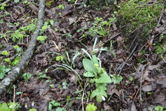 Galanthus angustifolius