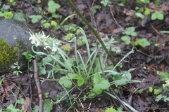 Galanthus angustifolius