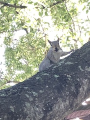 Sciurus carolinensis