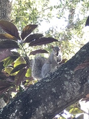 Sciurus carolinensis