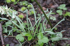 Galanthus angustifolius