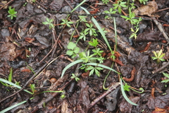 Galanthus angustifolius