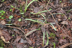 Galanthus angustifolius