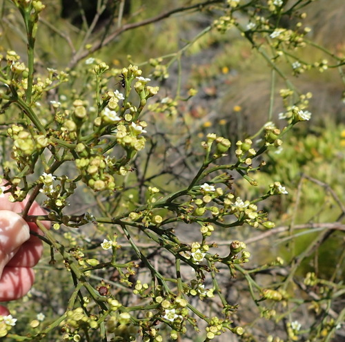 Image of Thesium virgatum by (c) Nicola van Berkel, some rights reserved (CC BY-SA)