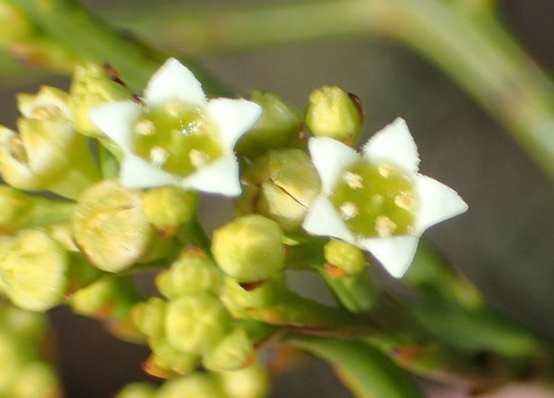 Image of Thesium virgatum by (c) Nicola van Berkel, some rights reserved (CC BY-SA)