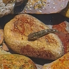 Caffrogobius nudiceps