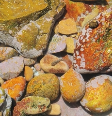 Caffrogobius nudiceps