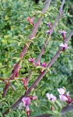 Muraltia dispersa