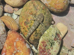 Caffrogobius nudiceps