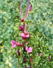 Muraltia dispersa