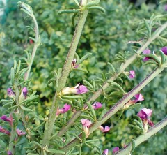 Muraltia dispersa
