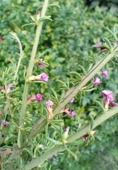Muraltia dispersa