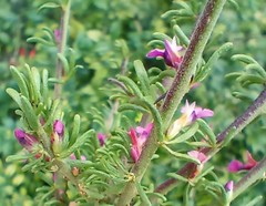 Muraltia dispersa